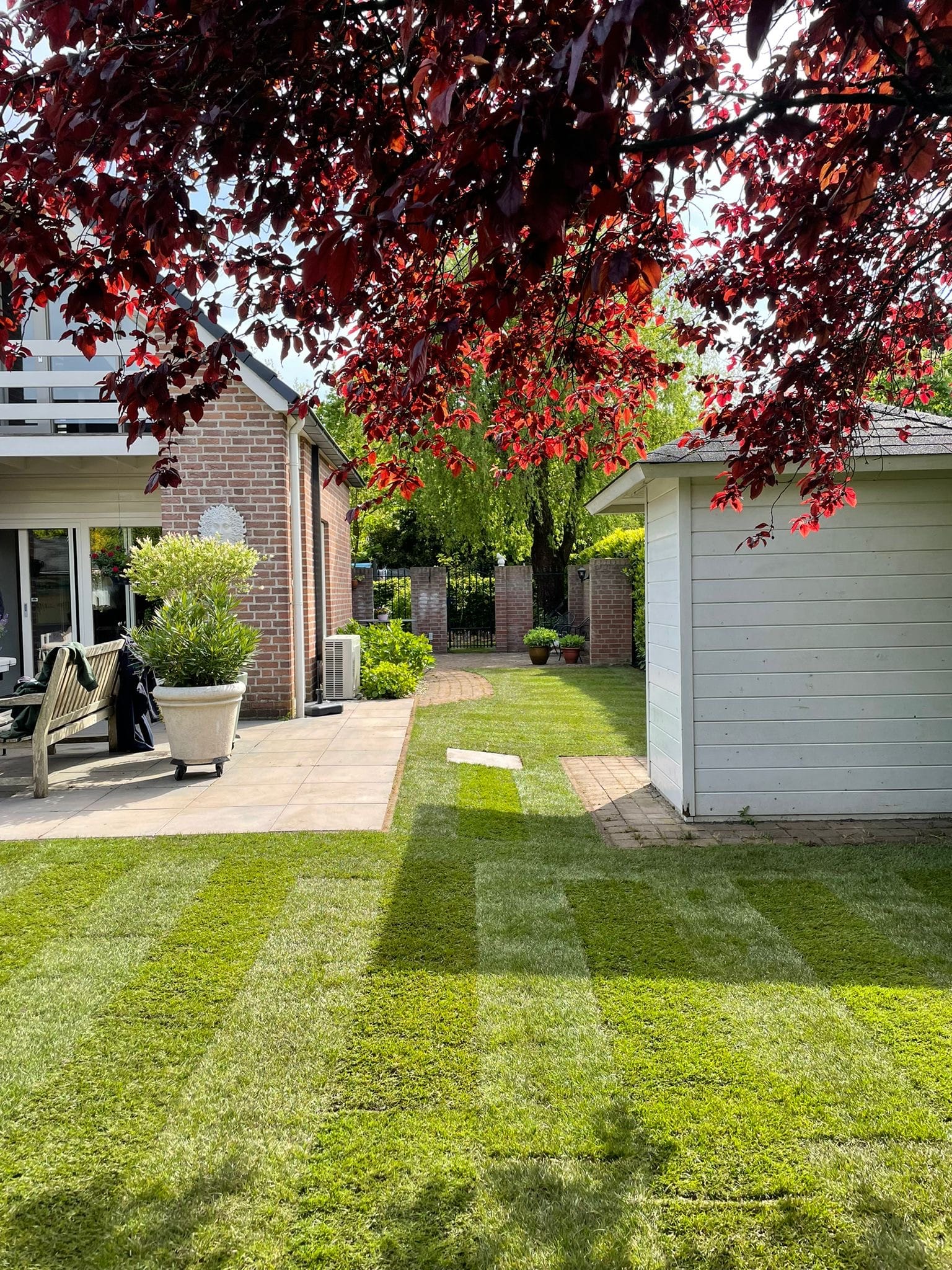 voorbeeld gazon Verspeek Graszoden