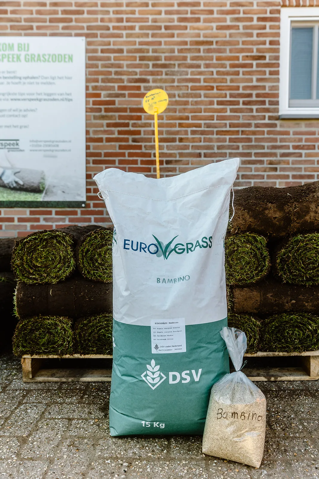 Graszaad Bambino voor speelgazons met snelle herstelcapaciteit en hoge sierwaarde