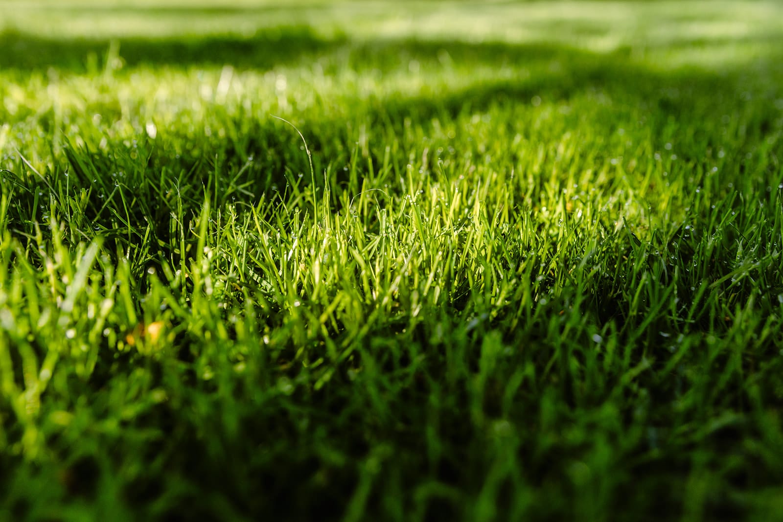 gras in halfschaduw Verspeek Graszoden