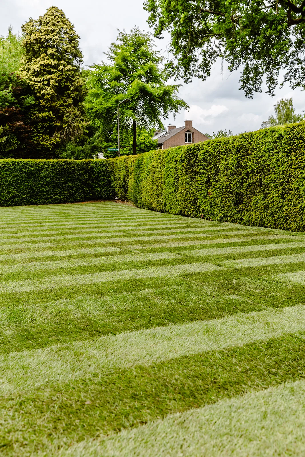 Verse onkruidvrije graszoden voor een direct groen gazon