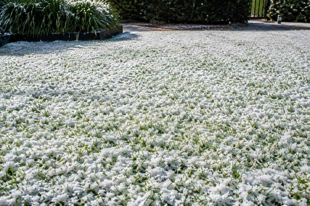 gazon in de winter