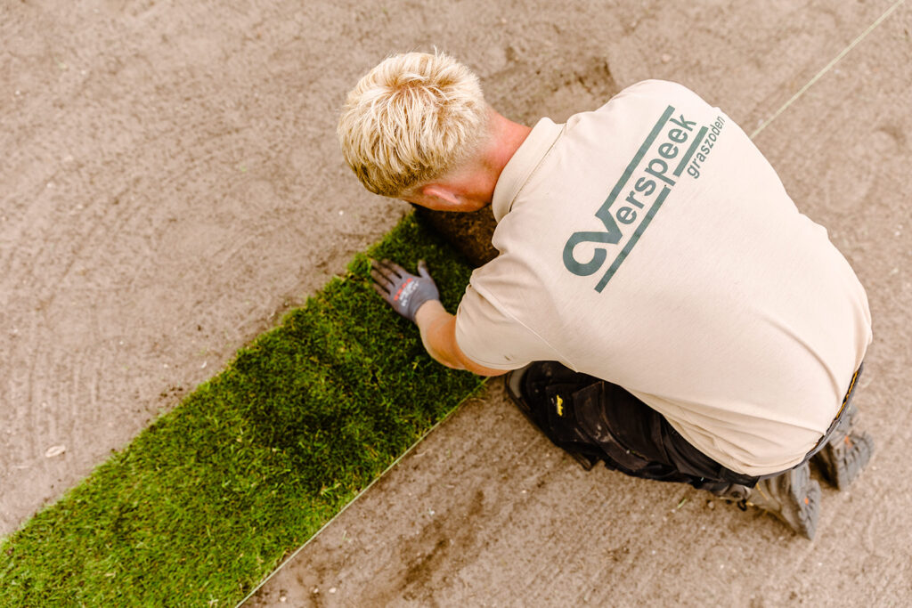 Ein Gärtner hebt ein Stück Rollrasen an, um es in einem Garten zu verlegen. Der Rasen ist frisch und grün.