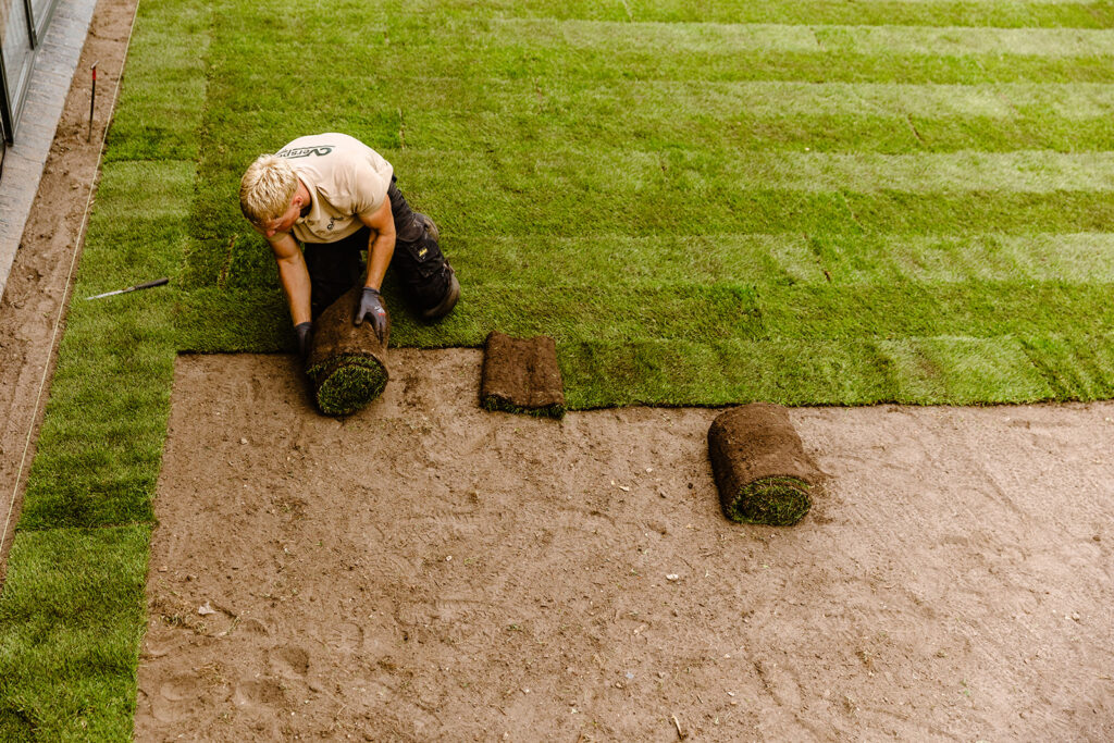 Rasenprofi walzt frisch verlegten Rollrasen mit einer schweren Rasenwalze an, um eine ebene Fläche und optimalen Bodenkontakt zu gewährleisten. Im Hintergrund dichter grüner Garten.