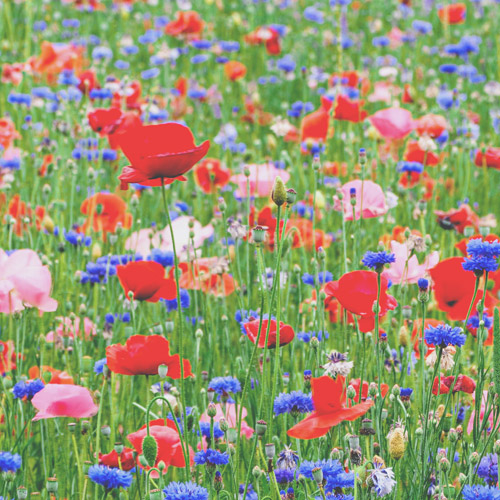 Blumenwiese mit vielen verschiedenen Blumenarten.